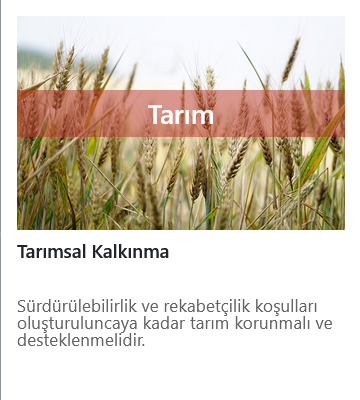 tarim - tarim